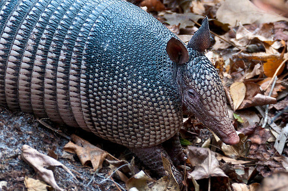 Armadillo at Prairie Creel Preserve