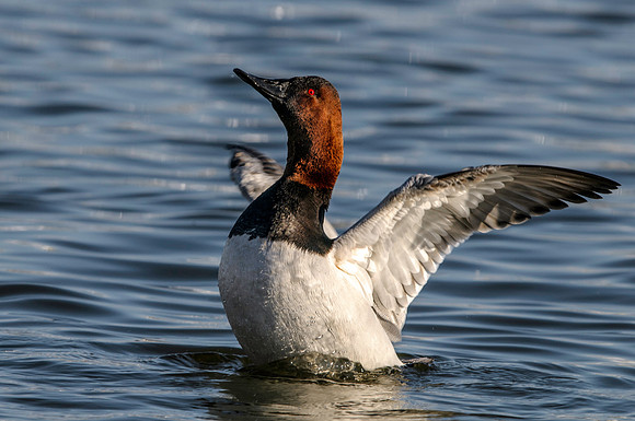 Canvasback Duck