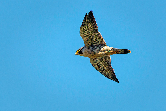 Peregrine Falcon