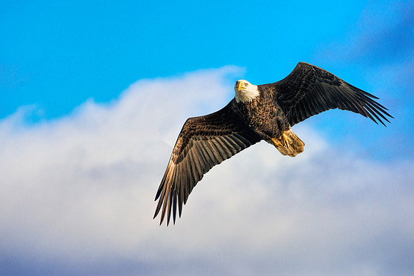 Conowingo Dam Eagle