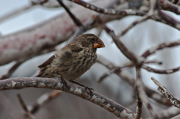 Medium Ground Finch