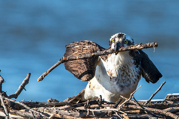 Male Osprey Working on the Nest