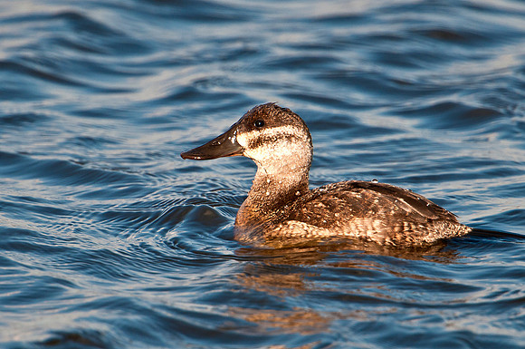 Ruddy Duck