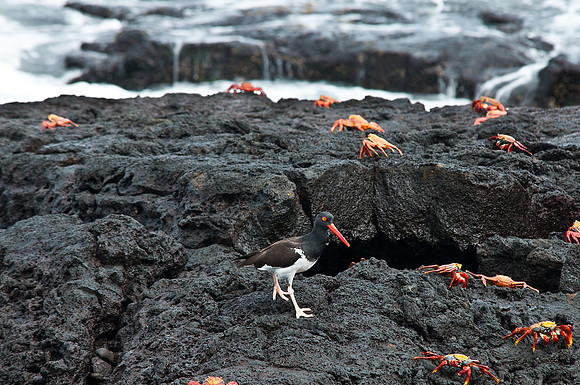 Oyster Catcher and Sally Lightfoot Crabs