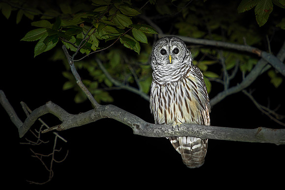 Barred Owl at Night