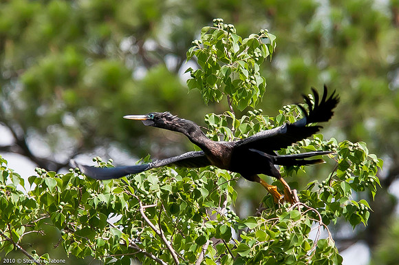 Anhinga
