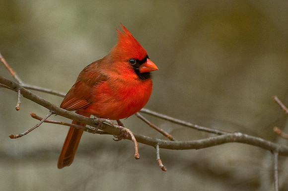 Cardinal