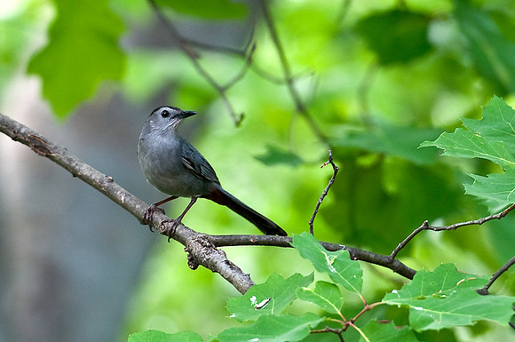 Catbird