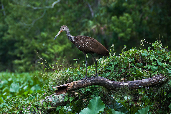 Limpkin