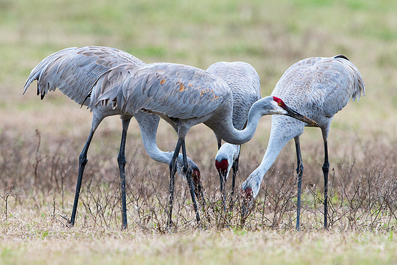 Four Sandhill Cranes Feeding