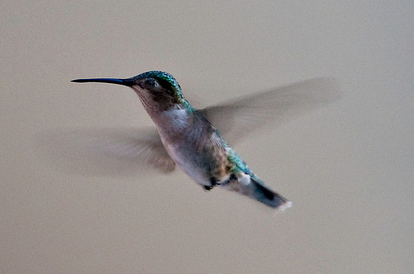 Ruby-Throated Hummingbird