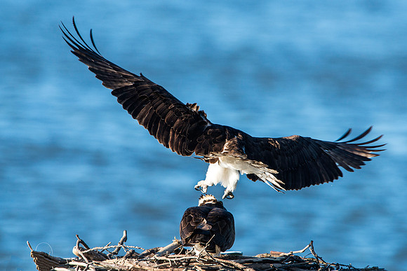 Male Landing on Females Back