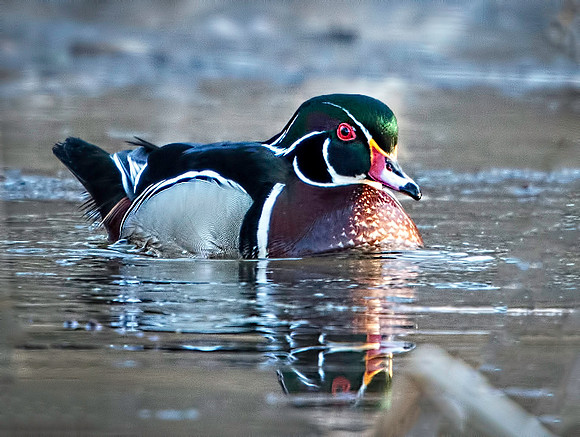 Drake Wood Duck
