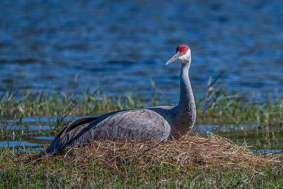 SH Crane on Nest