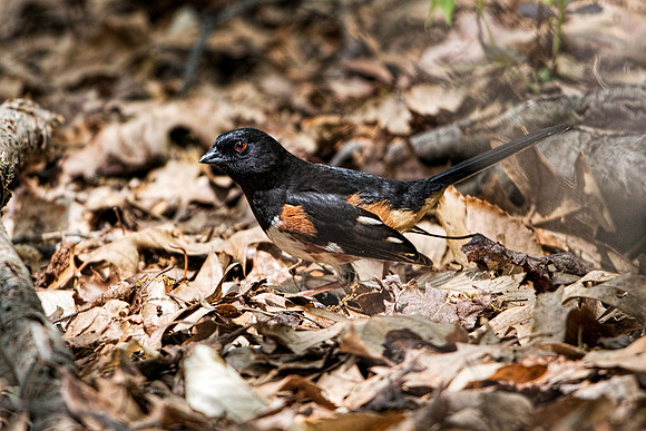 Eastern Towhee