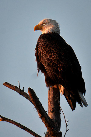American Bald Eagle