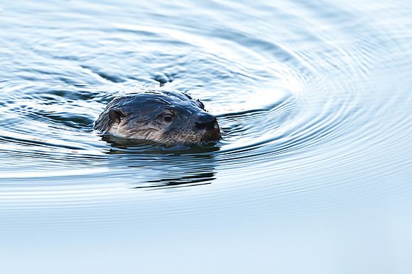 River Otter Profile