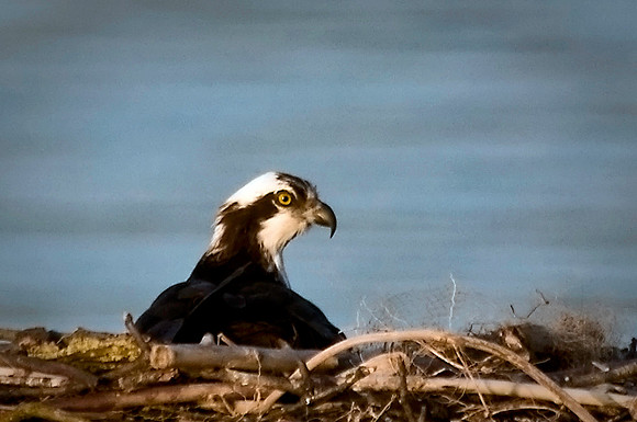 Osprey on Nest