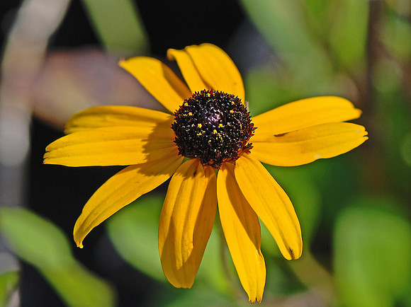 Blackeyed Susan