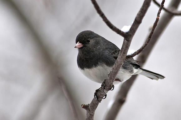 Dark-eyed Junco