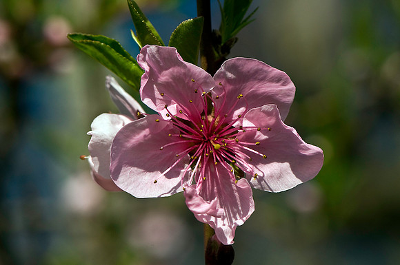 Cherry Tree Blossoms