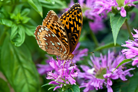 Great Spangled Fritillary