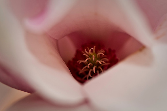 Tuliptree Flower