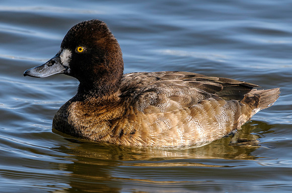 Ring-Necked Duck