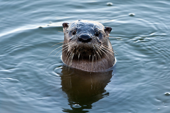 River Otter