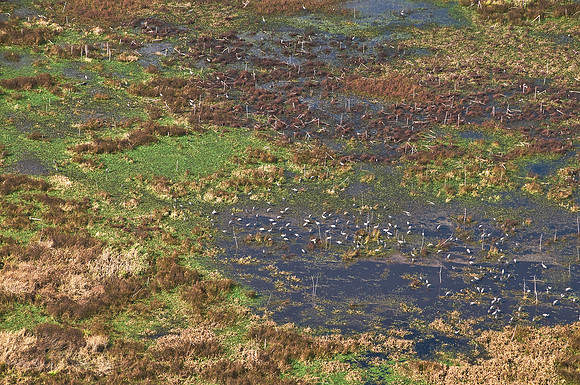 Sandhill Cranes on Paynes Prairie