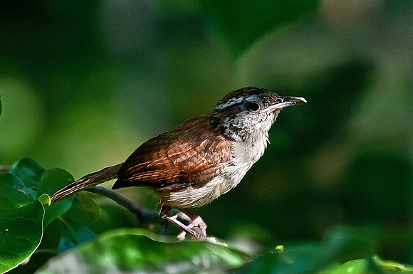 Carolina Wren