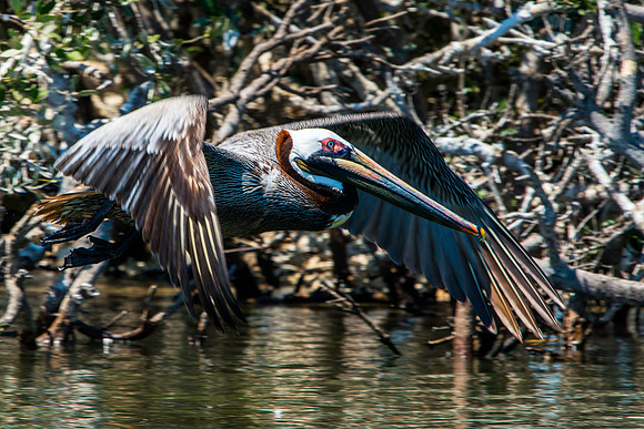 Pelican Flying in Front of Pelican Island