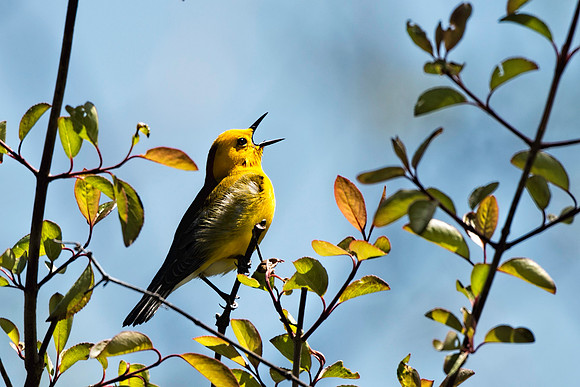 Prothonotary Warbler Singing