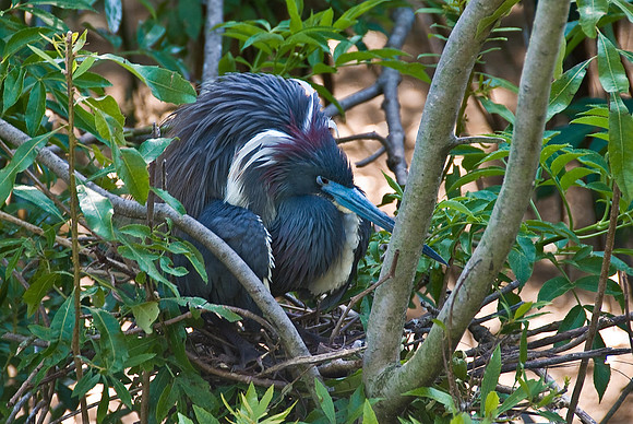 Tricolor Heron on Nest