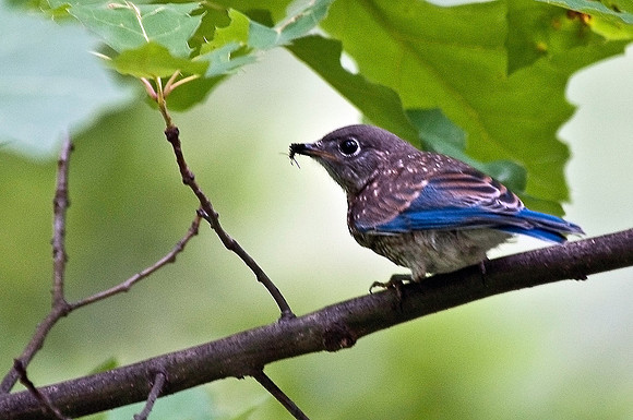Bluebird Fledgling with Bug Lunch