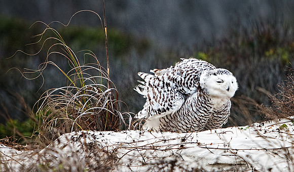 Snowy Owl on Little Talbot Island State Park
