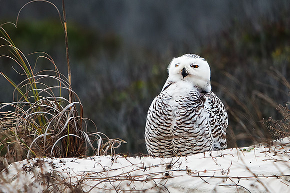 Snowy Owl on Little Talbot Island State Park