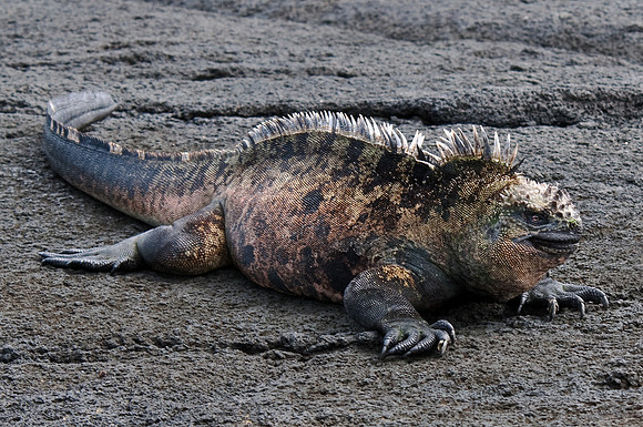 Marine Iguana