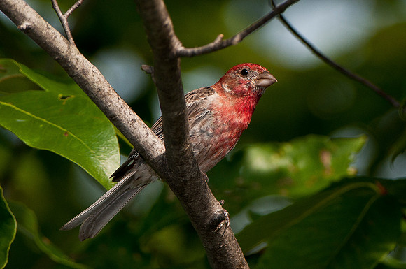 House Finch