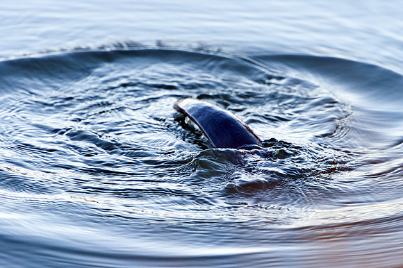 Otter Tail Diving