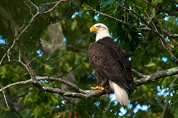 Eagle on Lake Montclair