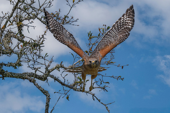 Red Shouldered Hawk