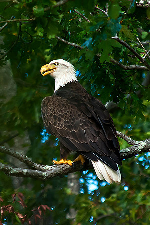 Eagle on Lake Montclair