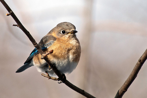 Bluebird