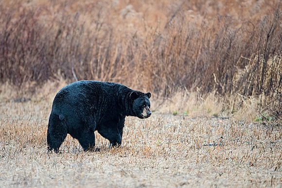 Black Bear