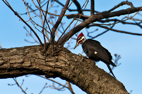 Pileated Woodpecker