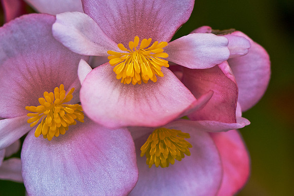Begonia