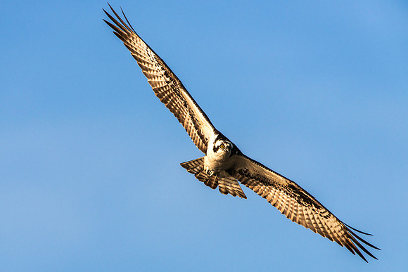 Osprey in Flight in Morning Sun