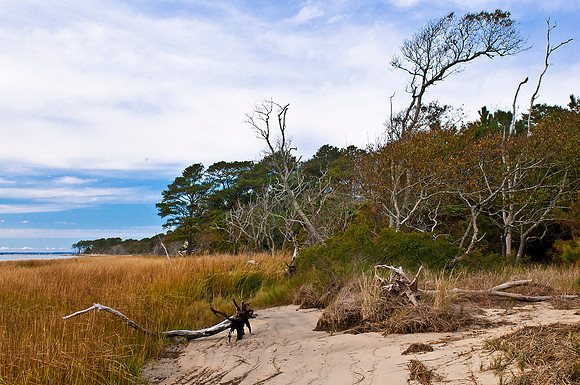 Chincoteague National Wildlife Refuge -- Off of the Woodland Trail