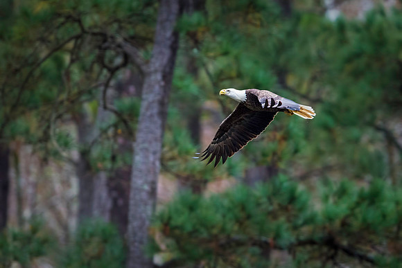 Eagle at MacKay Island NWR